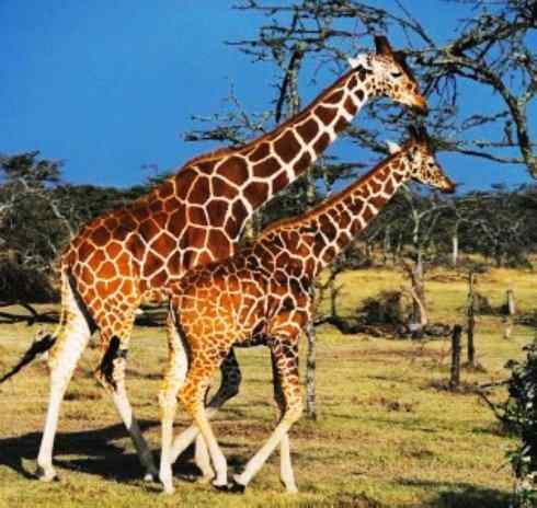 麒麟：传说的兽原型探秘（长颈鹿）