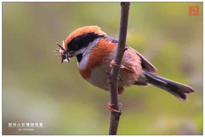 育雏的红头长尾山雀
