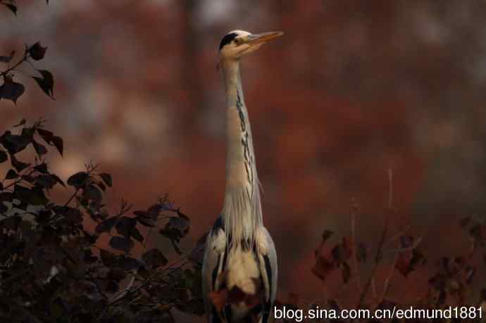 800mm的轻便大炮-望远镜摄影之习作