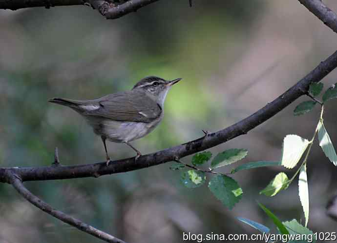 巨嘴柳莺（枝干篇）