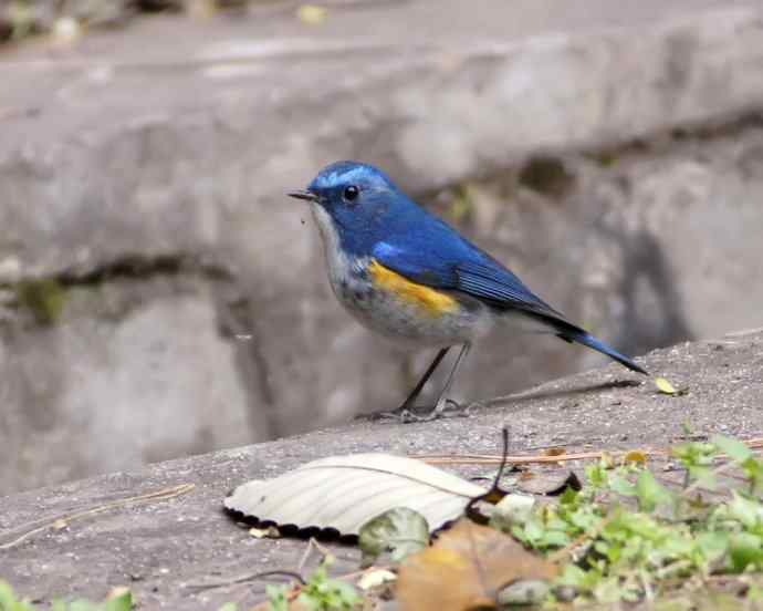 四川西昌鸟类摄影——蓝眉林鸲