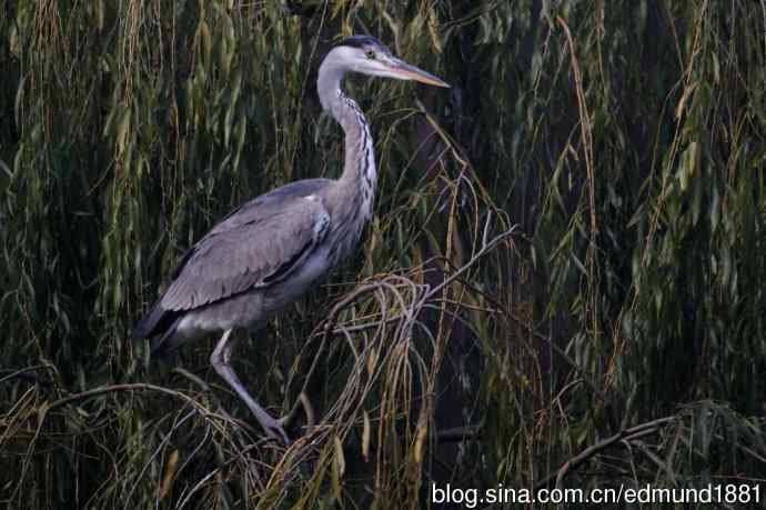 800mm的轻便大炮-望远镜摄影之习作