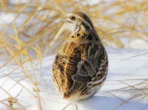 家禽驯化之源之五