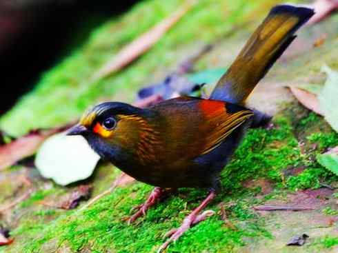 美丽无罪：雀鸟之噪鹛