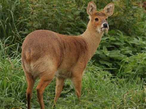 麒麟：传说的兽原型探秘（长颈鹿）