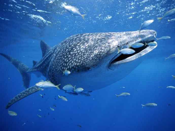 鱼类活化石：魔鬼鲨