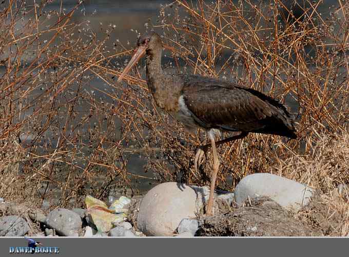 十渡黑鹳 wbr冬之魅力