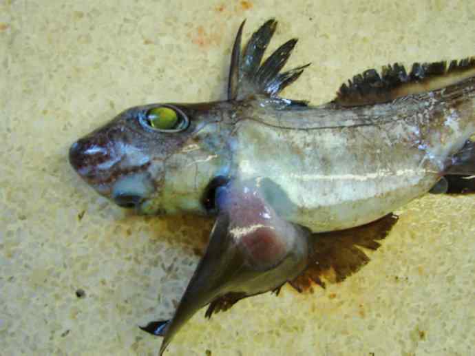 鱼类活化石：银鲛