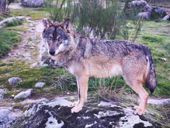 犬科：犬亚科犬属之灰狼