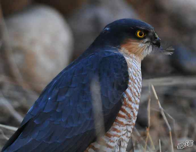 白河峡谷拍鸟——雀鹰美餐