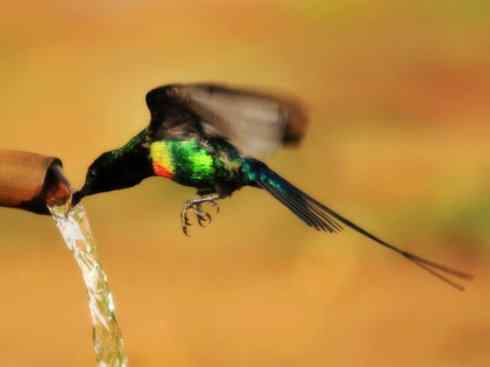 美丽无罪：雀鸟之太阳鸟