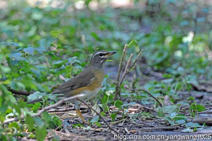 白眉鸫（记录版）