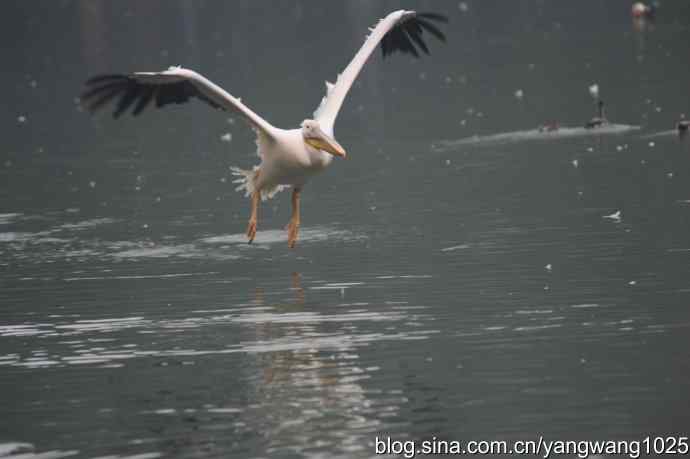 北京动物园的鸟类——再拍鹈鹕 11