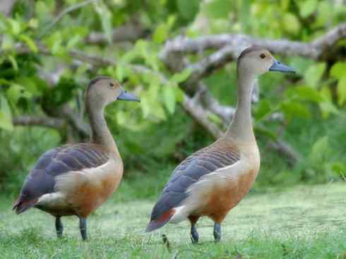 欣赏:美丽的树鸭 欣赏:美丽的树鸭