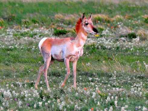 麒麟：传说的兽原型探秘（叉角羚）