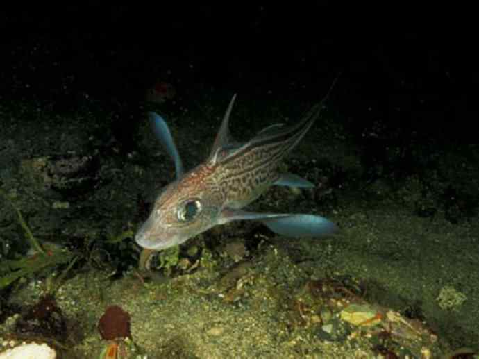 鱼类活化石：银鲛