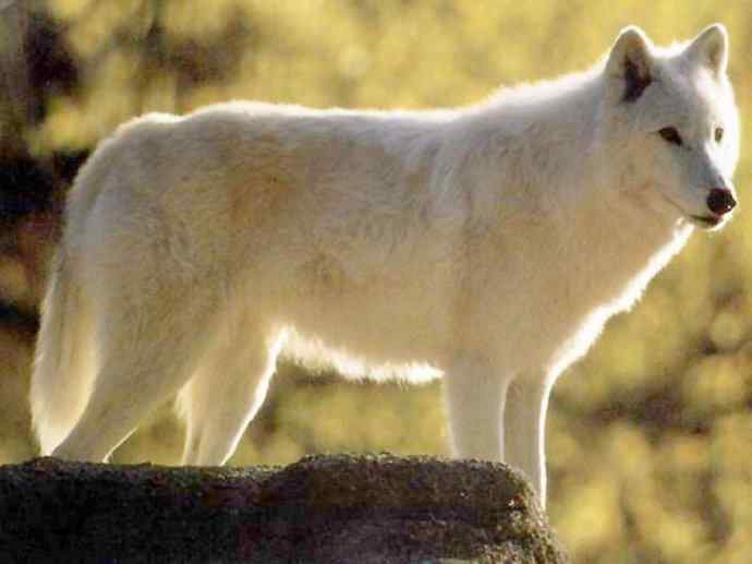 犬科：犬亚科犬属之灰狼