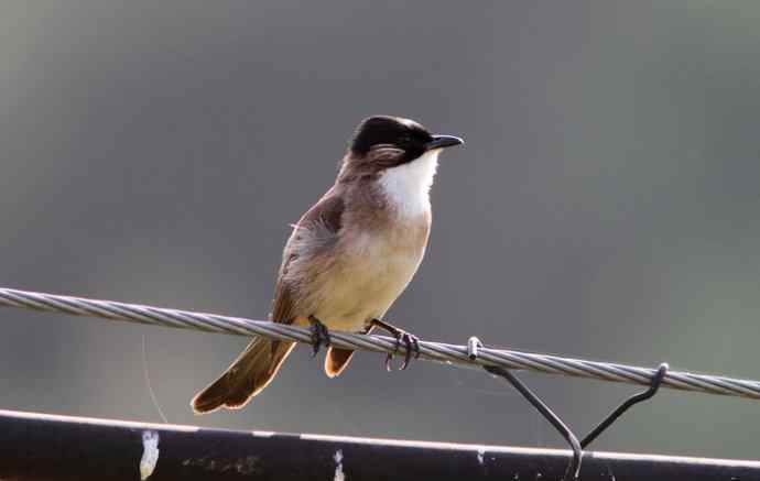 婺源观鸟行之沿途观鸟篇 婺源观鸟行之沿途观鸟篇