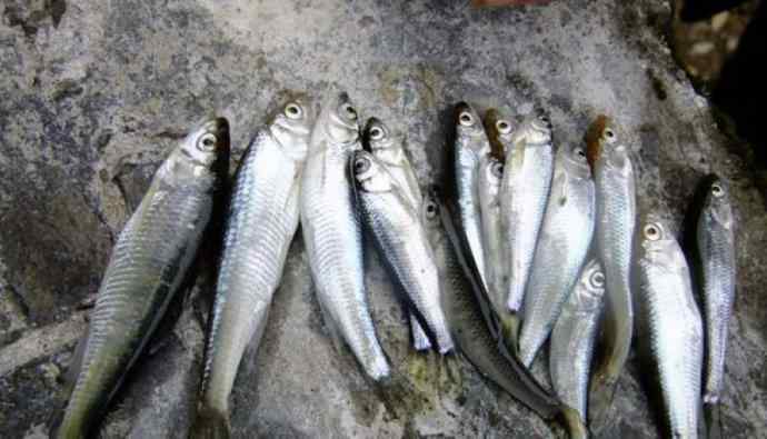 鱼类活化石：虱目鱼