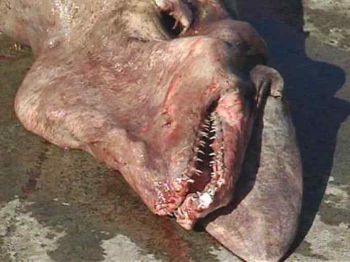 鱼类活化石：魔鬼鲨