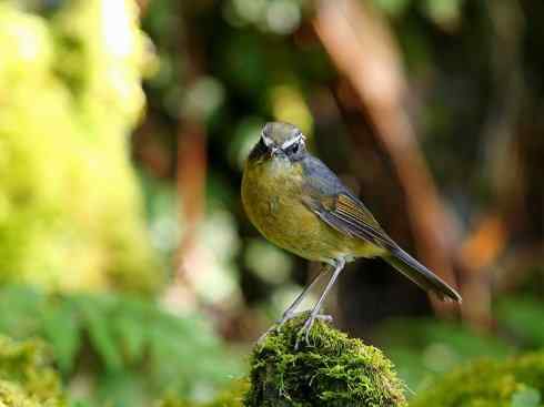 美丽无罪：雀鸟之林鸲