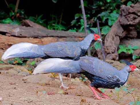 凤凰：传说中的鸟原型探秘（鹇）