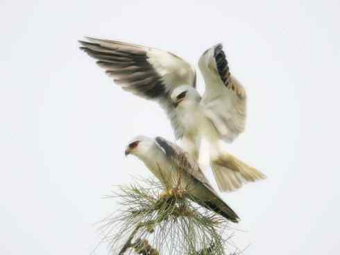 白头鸟系列：另类的美丽（白尾鸢）