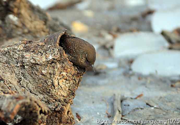 恋窝的鹪鹩 wbr1