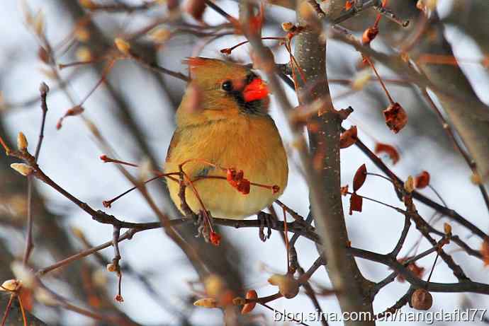 红衣主教夫人 红衣主教夫人