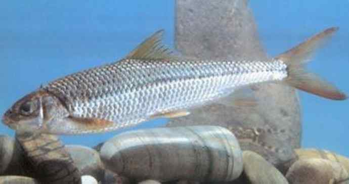 鱼类活化石：虱目鱼