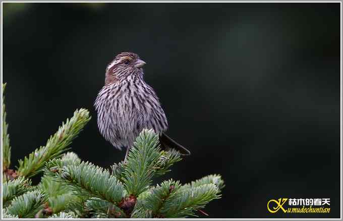 高原拍鸟&bull;帕姆岭的白眉朱雀【照片】