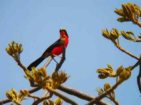 美丽无罪：雀鸟之丛伯劳