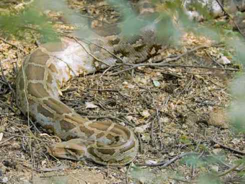 龙：传说的兽原型探秘（蟒蛇类）
