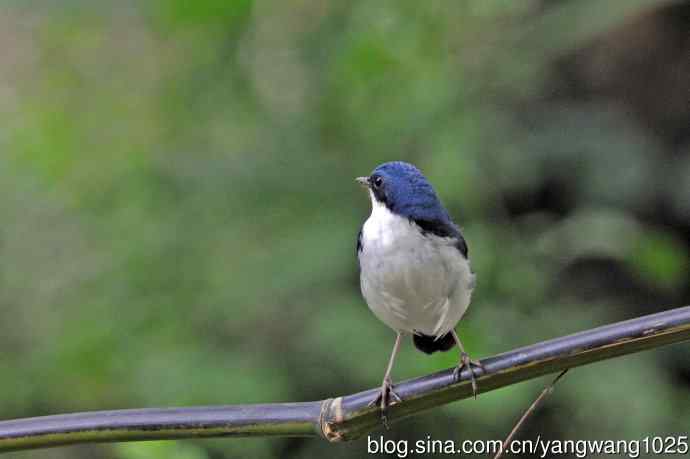 雄性蓝歌鸲（16）