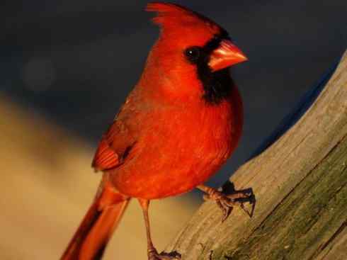 极品红色鸟类：红衣主教鸟