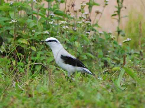 极品红色鸟类：朱红霸鶲