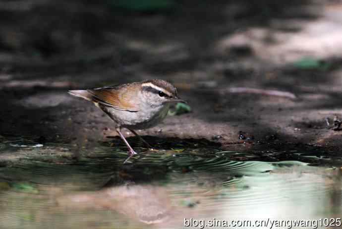 鳞头树莺（记录版）
