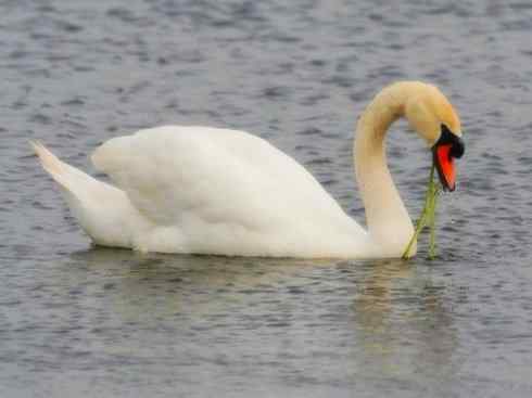 家禽驯化之源之十一