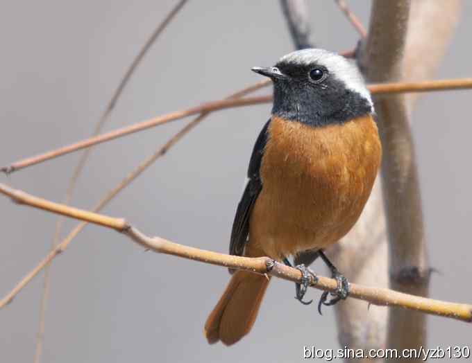 春节过后首次擦枪拍鸟(组图)