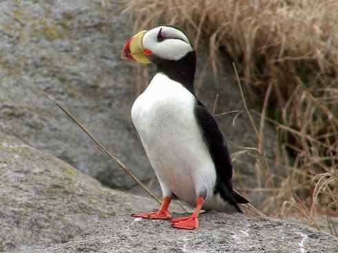 奇特的盔：角嘴海雀