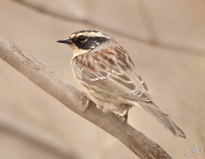 永定河峡谷的小鸟