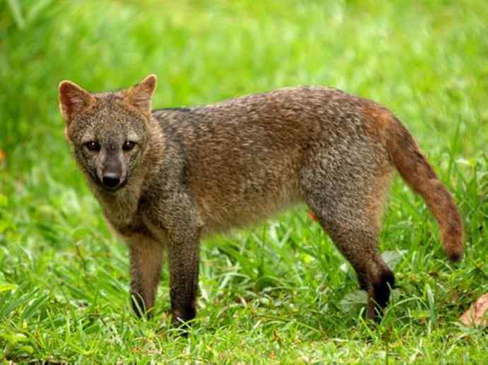 犬科：狐亚科食蟹狐属之食蟹狐