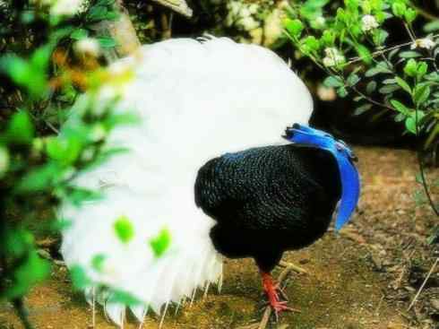 凤凰：传说中的鸟原型探秘（鹇）