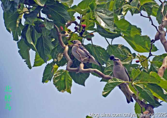 只见一面的鸟儿