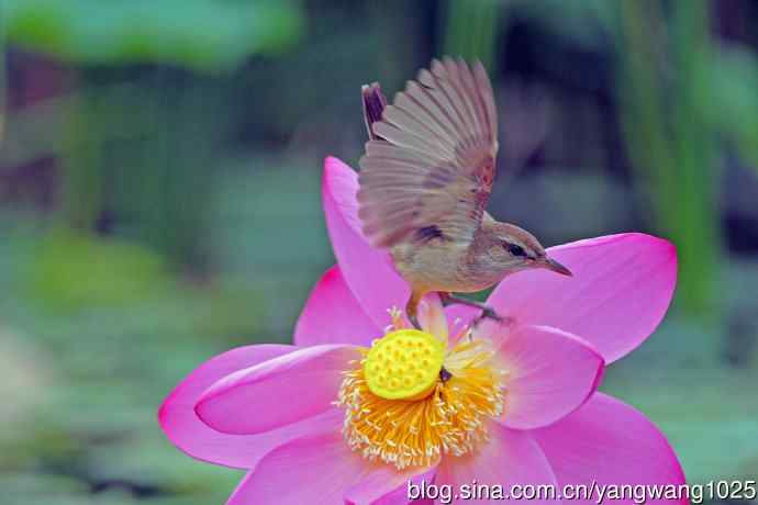 东方大苇莺与荷花(2) 东方大苇莺与荷花(2)