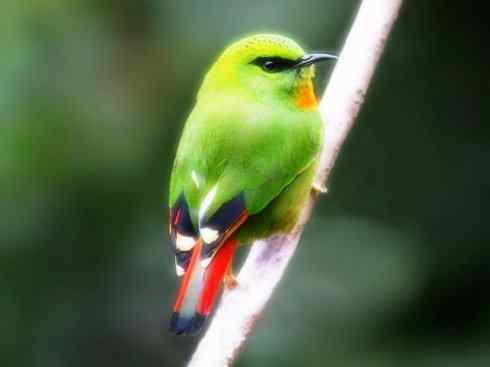 美丽无罪：雀鸟之绿鹛