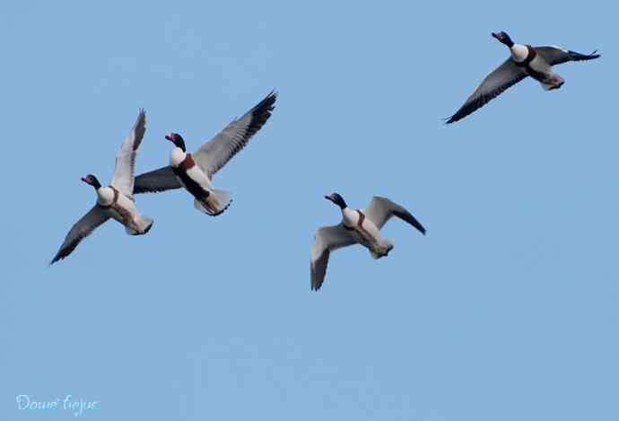 沙河邂逅白琵鹭和翘鼻麻鸭