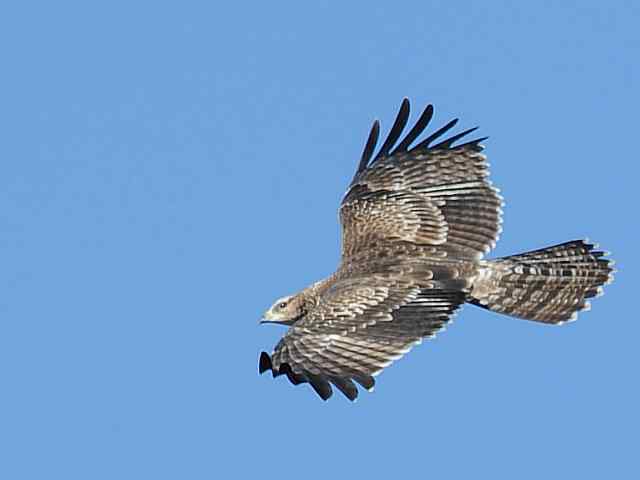 望京楼观赏猛禽迁徙