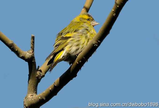 黄雀和植物园众小鸟 黄雀和植物园众小鸟