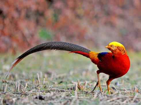 凤凰：传说中的鸟原型探秘（锦鸡）